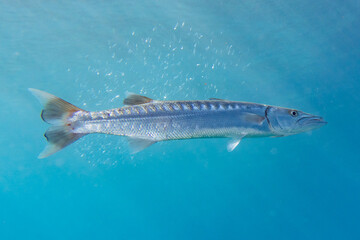 Fish swim in the Red Sea, colorful fish, Eilat Israel
