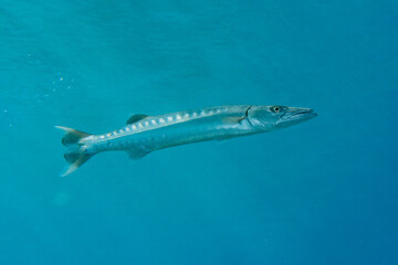 Naklejka premium Fish swim in the Red Sea, colorful fish, Eilat Israel 