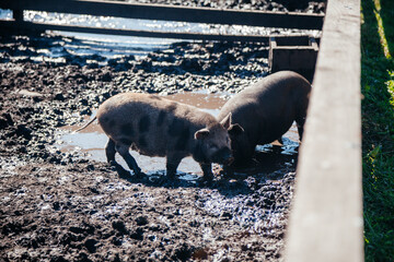 Group of grey pigs walking around in Altay farm