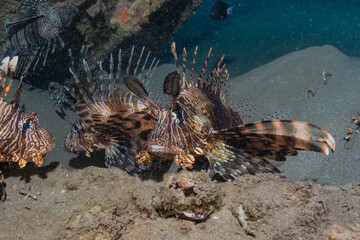 Lion fish in the Red Sea colorful fish, Eilat Israel
