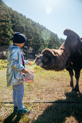European girl feeding camel in Altay farm