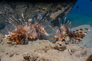Lion fish in the Red Sea colorful fish, Eilat Israel
