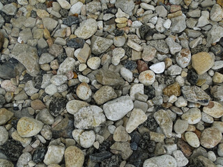 Smooth rocks strewn about the shoreline on a rugged beach.