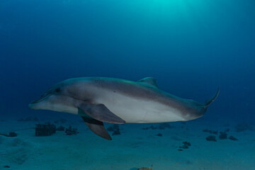 Fototapeta na wymiar Dolphin swimming in the Red Sea, Eilat Israel 