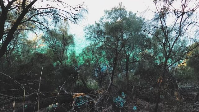 beautiful Tasmanian landscape with ocean view and thick vegetation shot from the Boronia walk in South Hobart