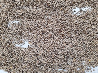 dried seeds