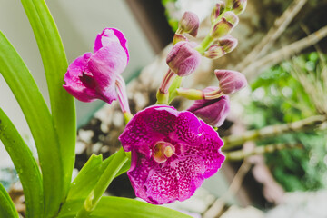 Orchid flower for background
