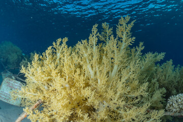 Coral reef and water plants in the Red Sea, Eilat Israel

