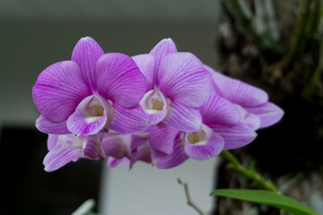 Orchid flower for background