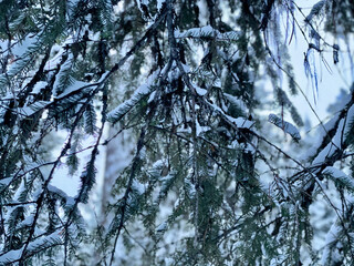 snow covered branches of trees