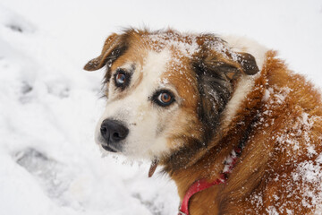 Older dog outside with fur covered in snow, looking back towards the camera