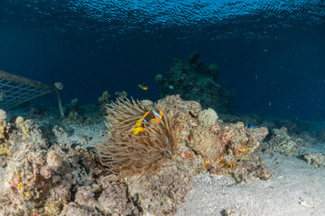 Coral reef and water plants in the Red Sea, Eilat Israel
