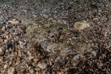 Fish swim in the Red Sea, colorful fish, Eilat Israel
