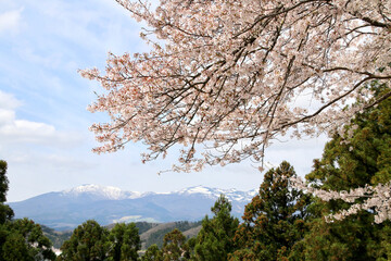 智恵子の杜公園の桜（福島県・二本松市）