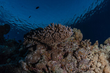 Coral reef and water plants in the Red Sea, Eilat Israel
