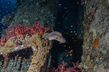  Moray eel Mooray lycodontis undulatus in the Red Sea, eilat israel

