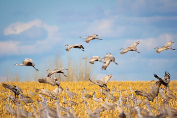 sandhill cranes flying 