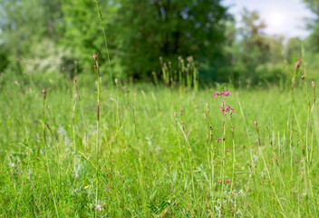 Flower meadow in summer with different colorful flowers