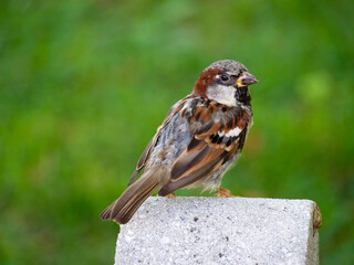 Close up of sparrow at the park