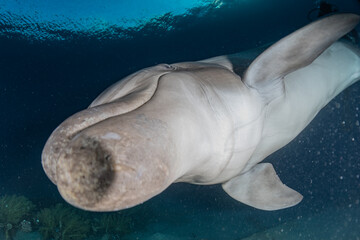 Dolphin swimming with divers in the Red Sea, Eilat Israel
