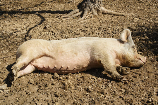 Sleeping sow in the dirt on a farm. Soaking up the sun.