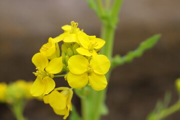 早春の野原に咲く菜の花