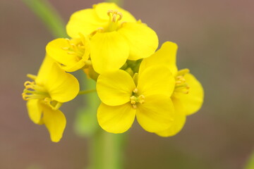 早春の野原に咲く菜の花