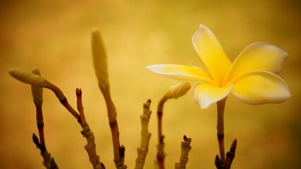 yellow magnolia flower