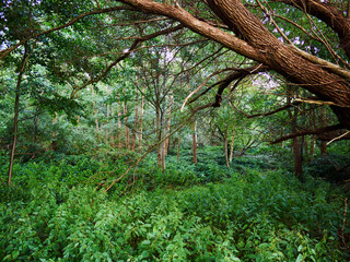 Beautiful green area of a forest Denmark