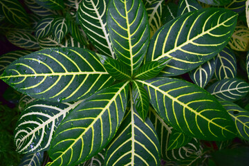 Fototapeta na wymiar Close up top view of Euphorbia leuconeura plant or Madagascar Jewel (Euphorbia leuconeura). House plant from the Euphorbiaceae Family.