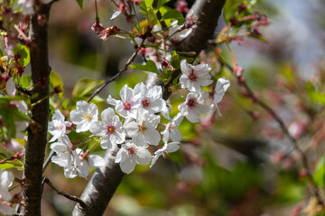 桜