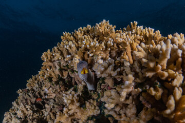  Moray eel Mooray lycodontis undulatus in the Red Sea, eilat israel

