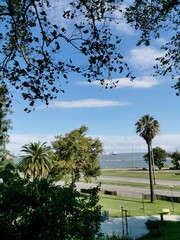 palm trees in the park