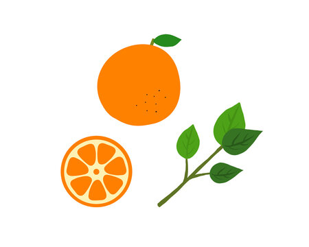 175 019 件の最適な シトラス 画像 ストック写真 ベクター Adobe Stock