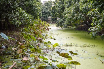 landscape in country Thailand