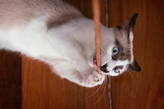 Anakin cat playing and biting a stick