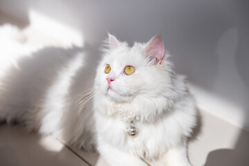 Obraz premium white persian cat