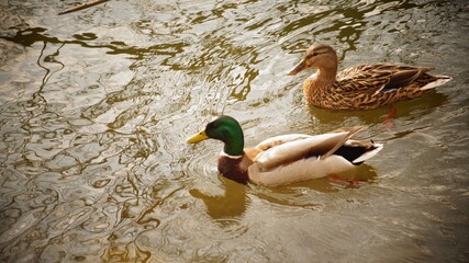 duck in the water
