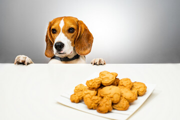 A pet beagle is attracted to a plate of cookies.