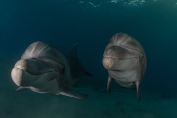 Naklejka premium Dolphin swimming in the Red Sea, Eilat Israel 