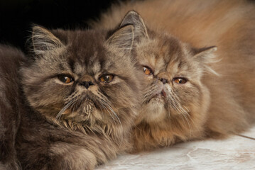 Portrait of two Persian cats together looking at the camera.
