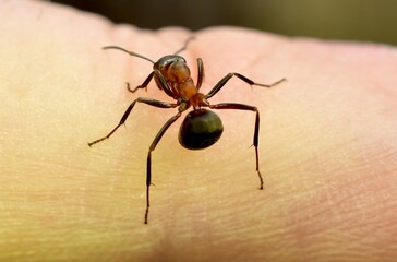 A common ant bites a human finger.
