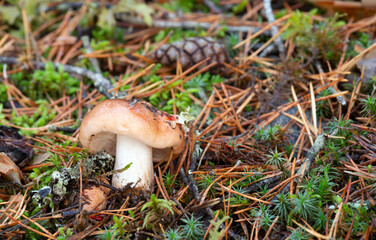 Upright knight, Tricholoma stans with parasite wasp