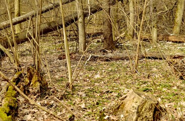 Felled trees in the forest in early spring