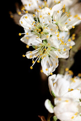 White flower blossom prunus aviun close up family rosaceae botanical modern high quality big size prints