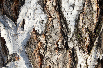close-up fragment of a birch trunk bark 