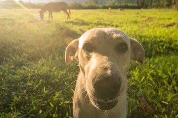 Portrait of a friendly Labrador dog in a late afternoon in the farm field.