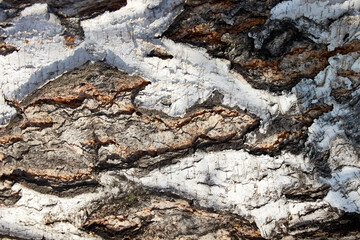 close-up fragment of a birch trunk bark 
