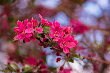 pink blossom
