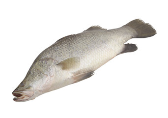 Barramundi fish isolated on white background	